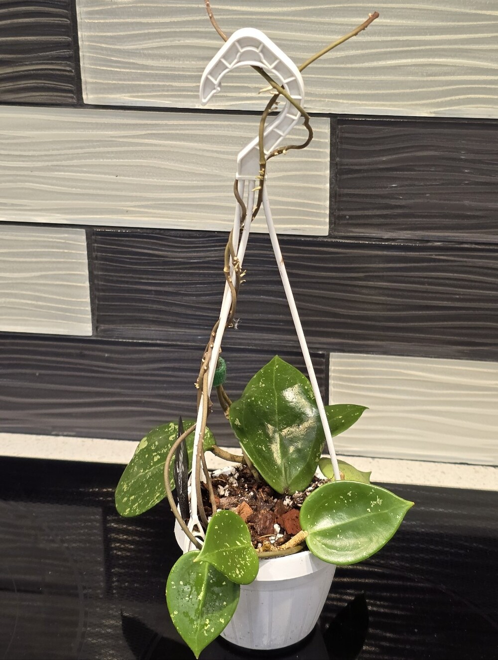 Hoya Verticillata Heart Splash Hanging Basket